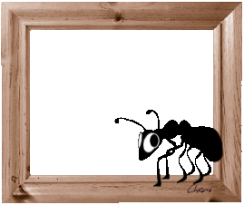 cadre image fourmi