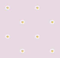 texture fleurs pquerettes rose fondu