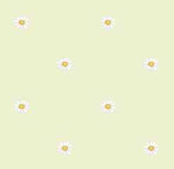texture fleurs pquerettes jaune poussin